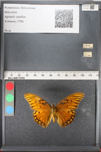 Media type: image;   Entomology 115597